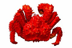 花咲ガニ